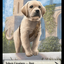 Detective // Dog Double-Sided Token [Murders at Karlov Manor Tokens]