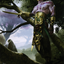 Tyvar Kell // Tyvar Kell (ASKHM-053) - Art Series: Kaldheim (Borderless) Foil