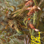 Generous Ent // Generous Ent (ALTR-011) - Tales of Middle-earth Art Series (Borderless) Foil