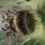 Baleful Beholder // Beholder (AAFR-001) - Adventures in the Forgotten Realms Art Series (Borderless)