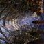 Skemfar Elderhall // Skemfar Elderhall (ASKHM-073) - Art Series: Kaldheim (Borderless) Foil