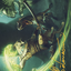Contest of Claws // Contest of Claws (ALCI-072) - The Lost Caverns of Ixalan Art Series (Borderless)