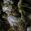Nested Shambler // Nested Shambler (AMH2-032) - Modern Horizons 2 Art Series (Borderless)