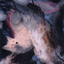 Mila, Crafty Companion // Mila, Crafty Companion (ASTX-034) - Strixhaven Art Series (Borderless)