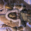 Owlbear Shepherd // Owlbear Shepherd (ACLB-035) - Battle for Baldur's Gate Art Series (Borderless)