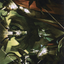 Meeting of the Five // Meeting of the Five (ASNC-030) - New Capenna Art Series (Borderless) Foil