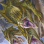 Grakmaw, Skyclave Ravager // Grakmaw, Skyclave Ravager (AZNR-076) - Zendikar Rising Art Series (Borderless) Foil